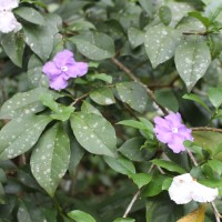 Brunfelsia pauciflora (Cham. & Schltdl.) Benth.